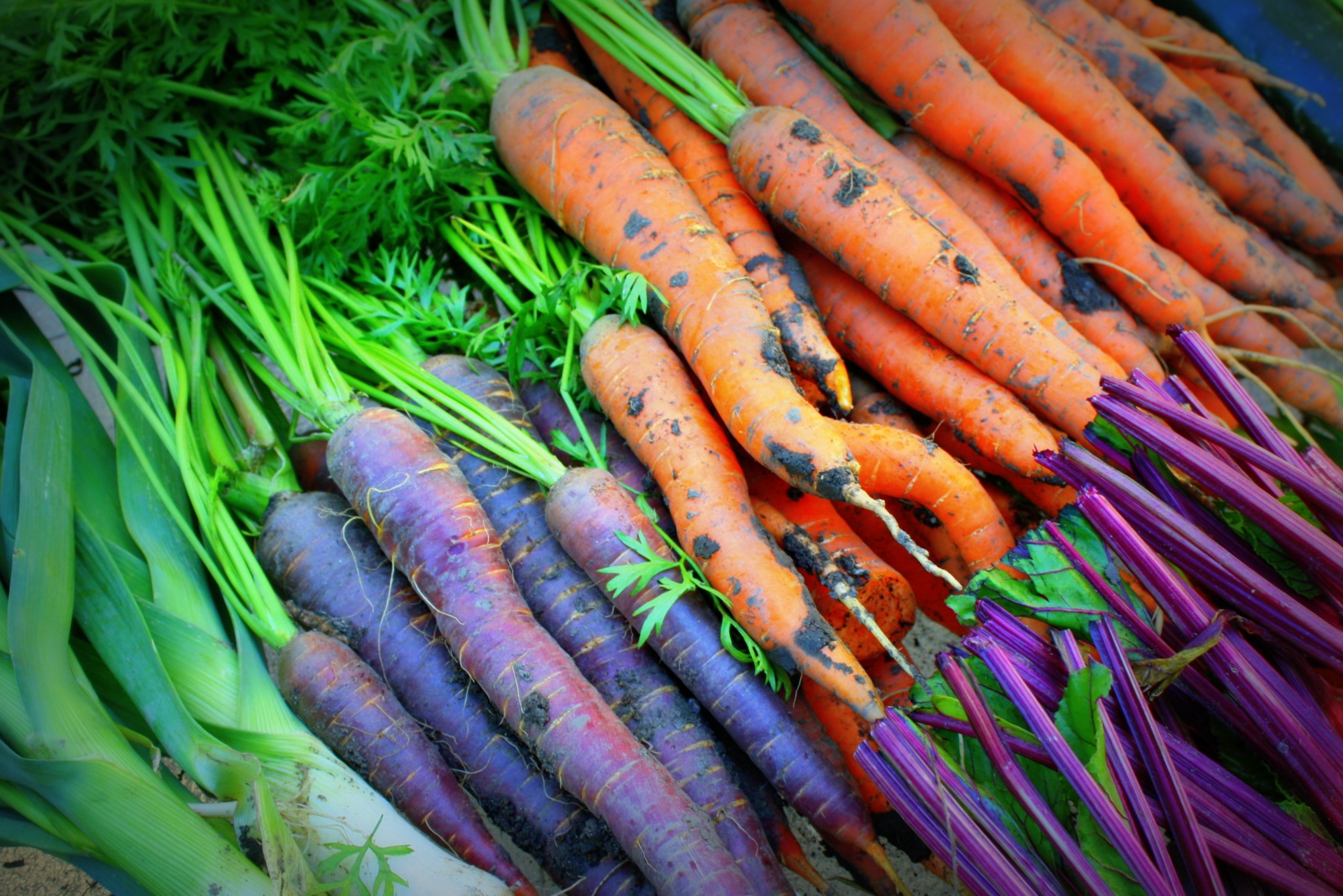 How To Plant Carrots GettyStewart